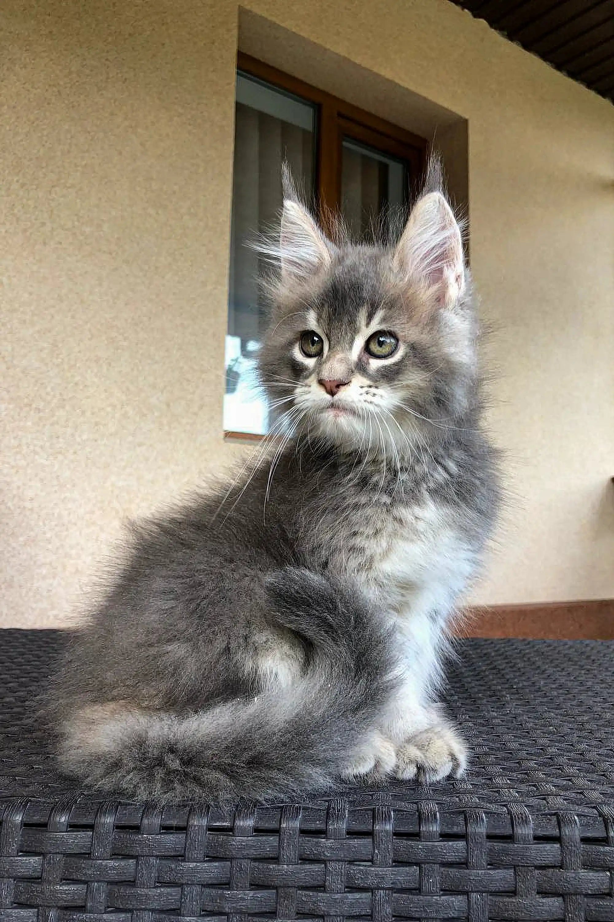 Maine Coon Kittens for Sale Emrys | Kitten