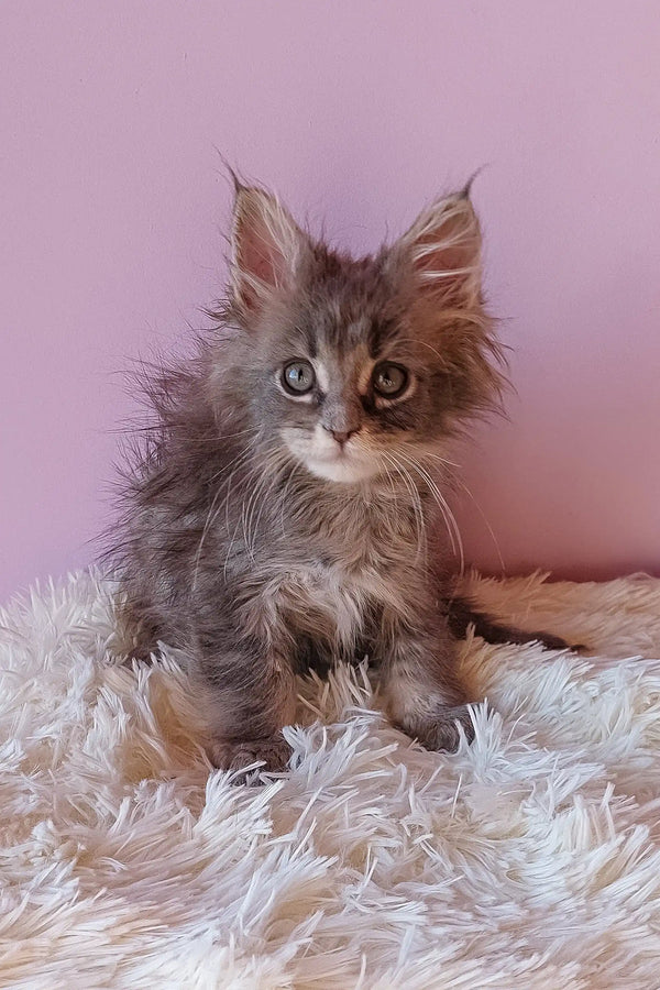 Fluffy gray Maine Coon kitten Enisey playing cutely in a cozy setting