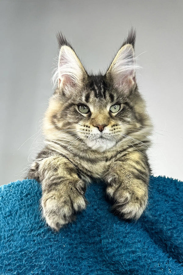 Enzo | polydactyl maine coon