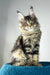 Enzo | polydactyl maine coon