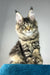 Enzo | polydactyl maine coon