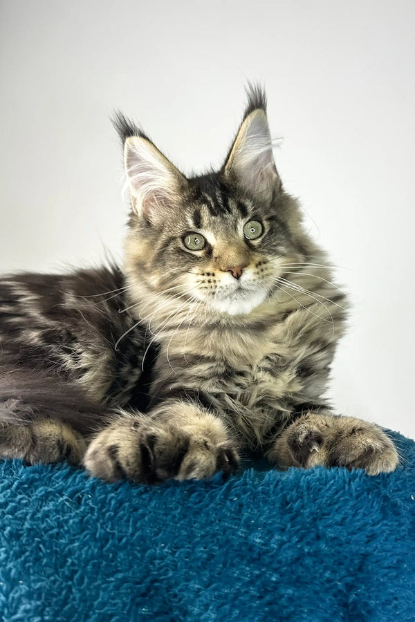 Enzo | polydactyl maine coon
