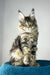 Enzo | polydactyl maine coon
