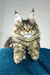 Enzo | polydactyl maine coon