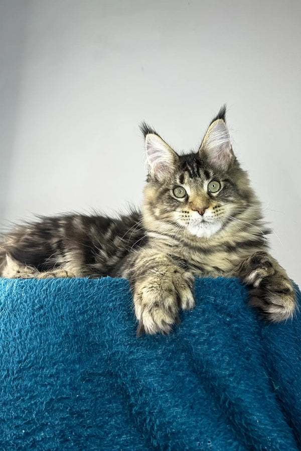 Enzo | polydactyl maine coon