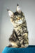 Enzo | polydactyl maine coon