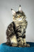 Enzo | polydactyl maine coon