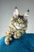 Enzo | polydactyl maine coon