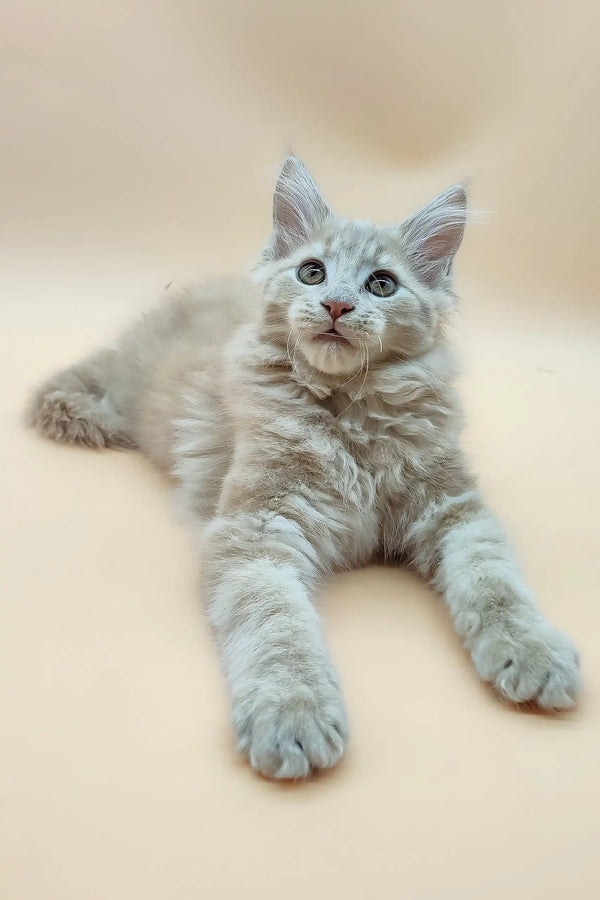 Light brown Maine Coon kitten in the Era product lineup, super cute and fluffy