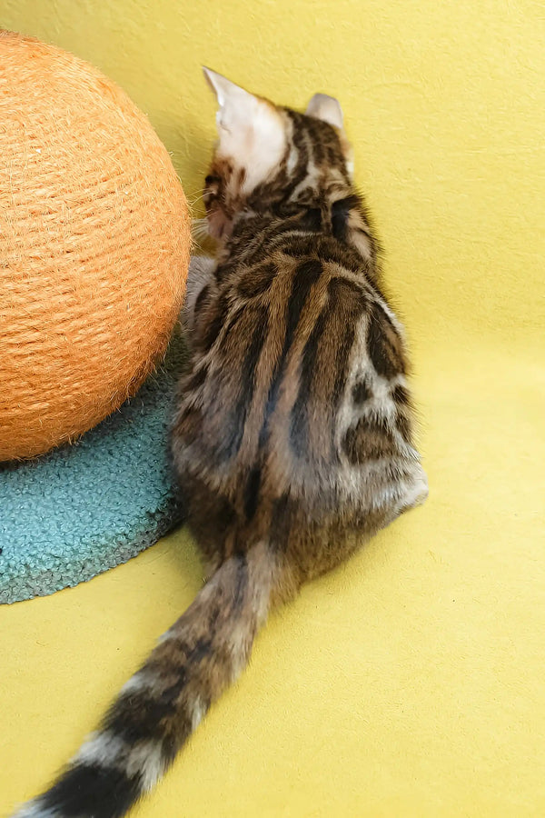 Eric | bengal kitten