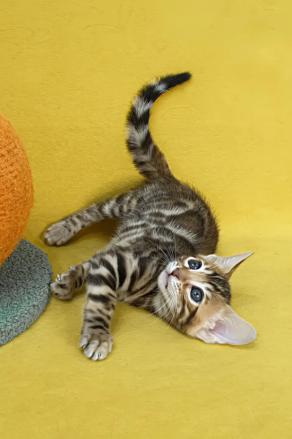 Eric | bengal kitten