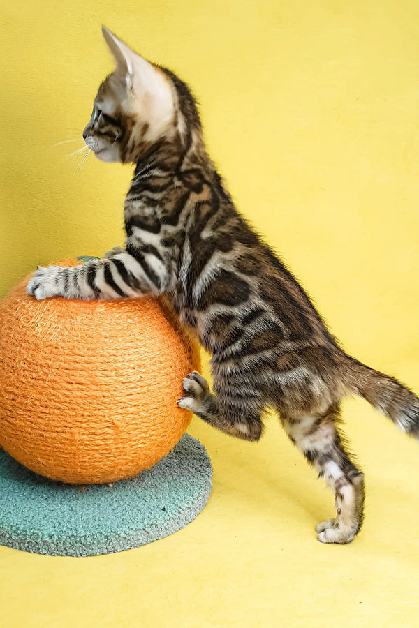 Eric | bengal kitten