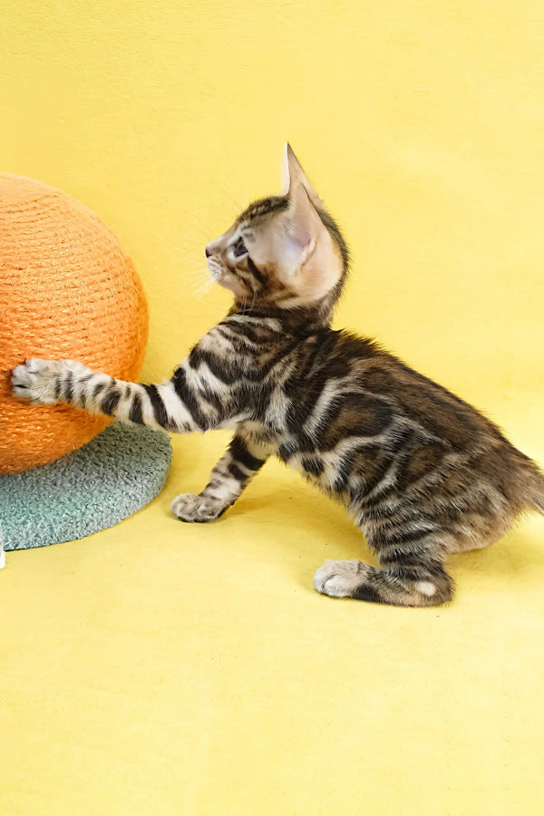 Eric | bengal kitten