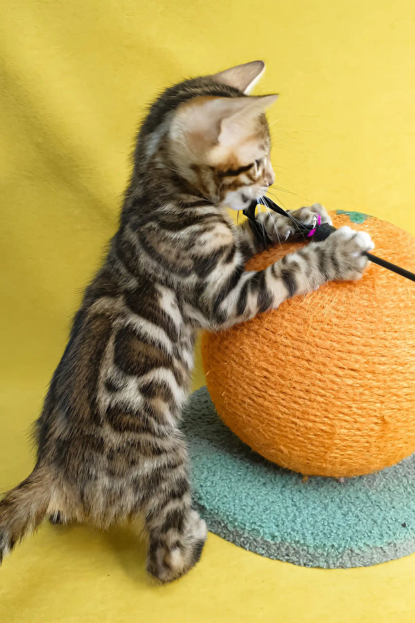 Eric | bengal kitten