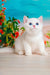 Cute white British Shorthair kitten Eric with piercing blue eyes