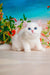 Adorable white British Shorthair kitten named Eric with stunning blue eyes