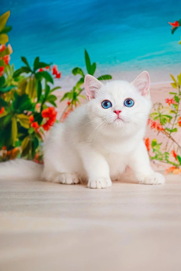 Adorable white British Shorthair kitten named Eric with stunning blue eyes