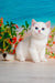 Adorable White Kitten with Blue Eyes from the Eric | British Shorthair Kitten collection