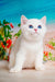 White British Shorthair kitten named Eric with striking blue eyes