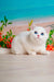 Adorable white British Shorthair kitten named Eric with captivating blue eyes