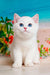 Adorable white British Shorthair kitten named Eric with stunning blue eyes