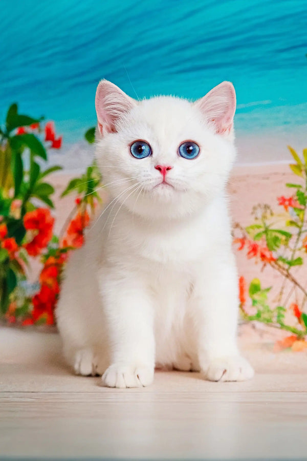 Adorable White Kitten with Blue Eyes from the Eric British Shorthair Kitten collection