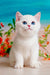 White British Shorthair kitten named Eric with stunning blue eyes