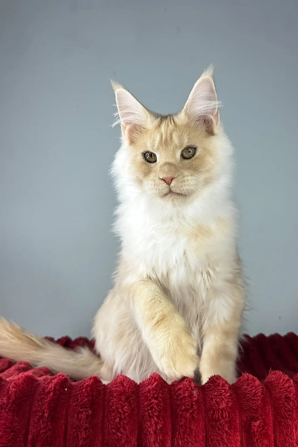 Eric | maine coon kitten