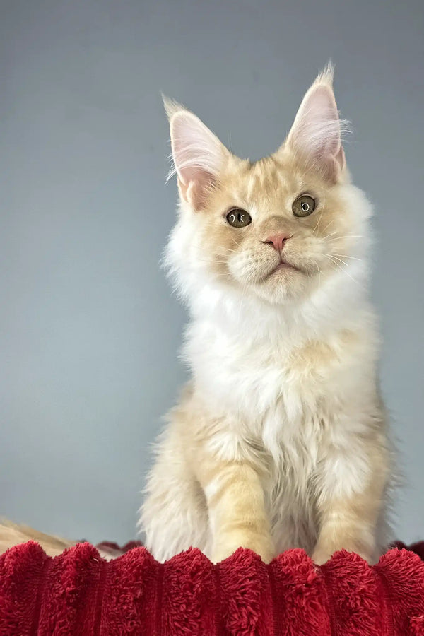 Eric | maine coon kitten