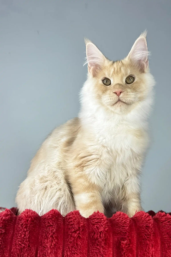 Eric | maine coon kitten