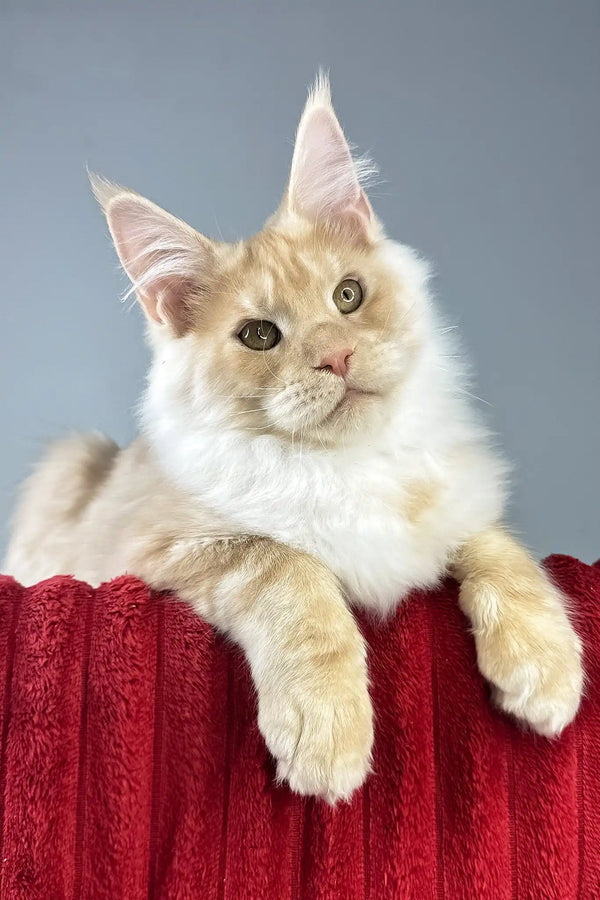 Eric | maine coon kitten
