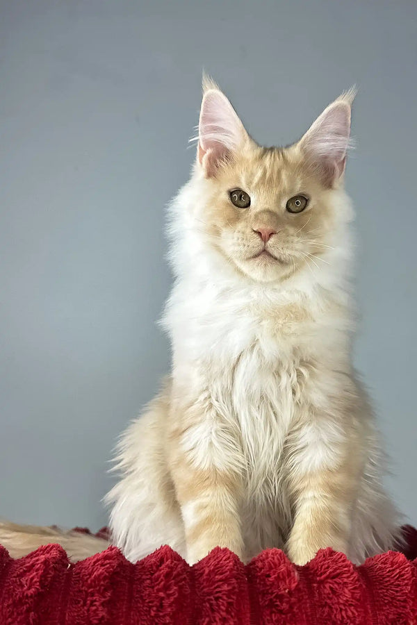 Eric | maine coon kitten