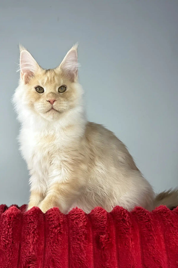 Eric | maine coon kitten