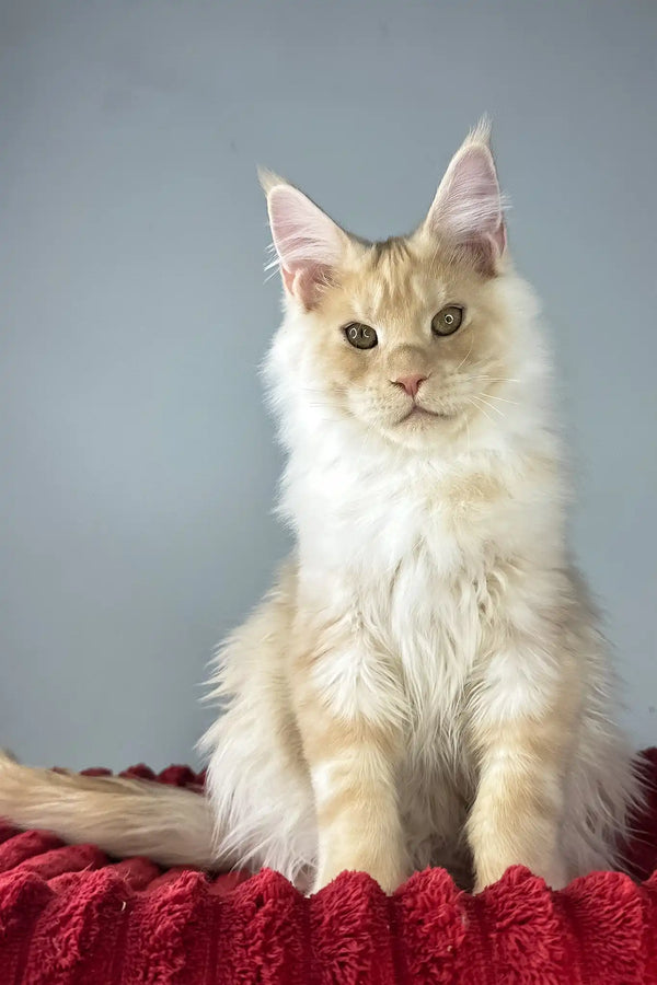 Eric | maine coon kitten
