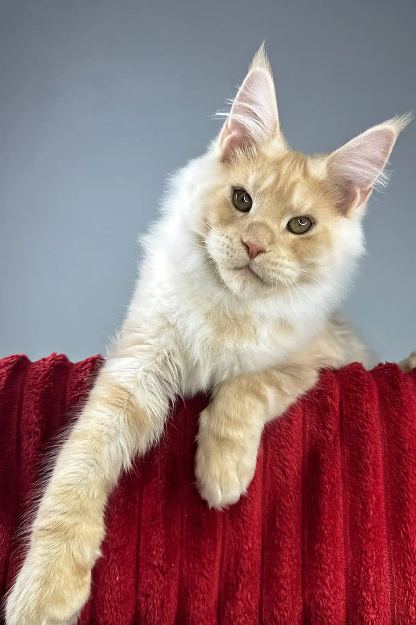 Eric | maine coon kitten