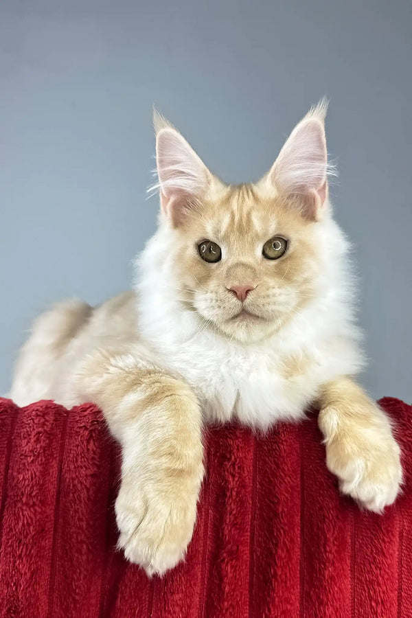Eric | maine coon kitten