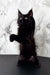 Adorable standing black kitten from the Erik Maine Coon Kitten collection