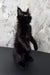 Adorable standing black kitten named Erik from the Maine Coon breed