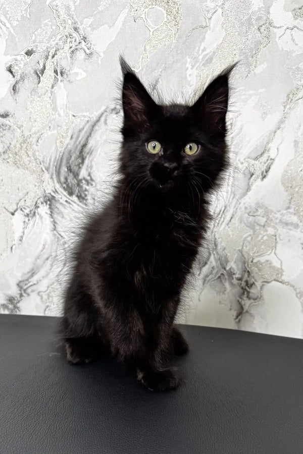 Black kitten with tufted ears, Erik, the adorable Maine Coon cutie