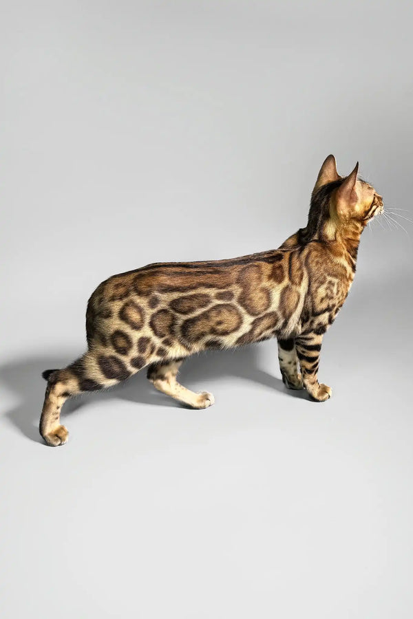 Erika | bengal kitten