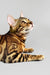 Erika | bengal kitten