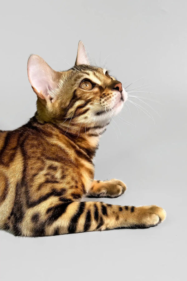 Erika | bengal kitten