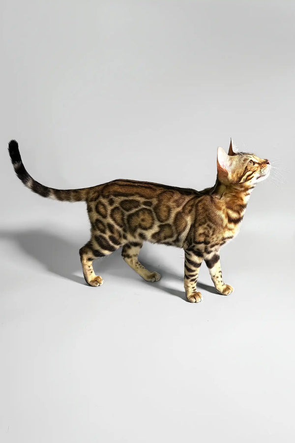 Erika | bengal kitten