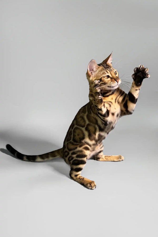 Erika | bengal kitten