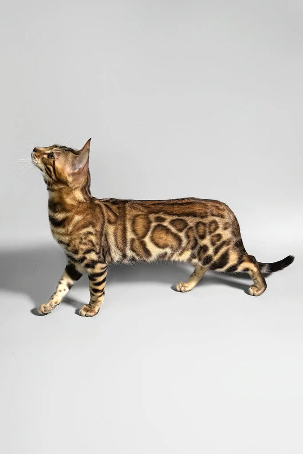 Erika | bengal kitten