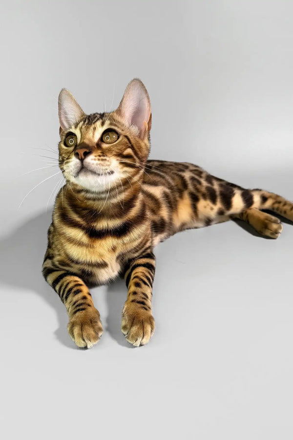 Erika | bengal kitten