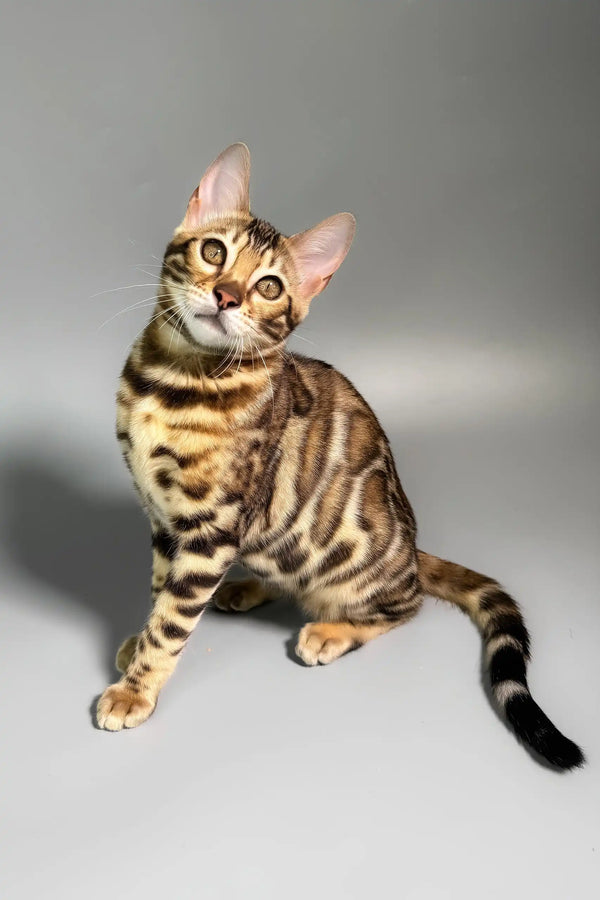 Erika | bengal kitten
