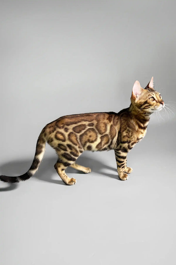 Erika | bengal kitten