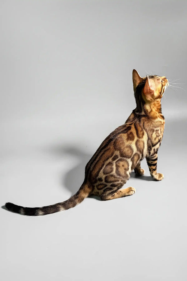 Erika | bengal kitten