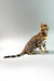Erika | bengal kitten